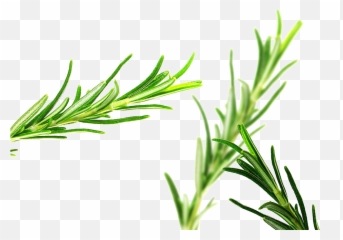 Rosemary Png Pic - Oleo De Alecrim Cabelo,Rosemary Png