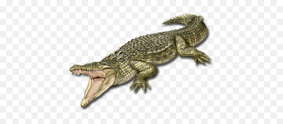 Crocodile Png Images - Nile Crocodile Png,Crocodile Transparent