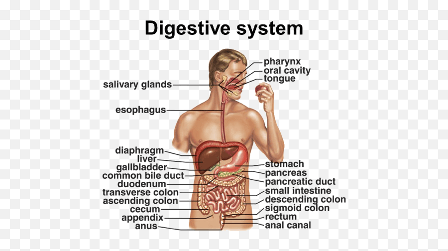 Called - Bile In Human Digestive System Png,Digestive System Png