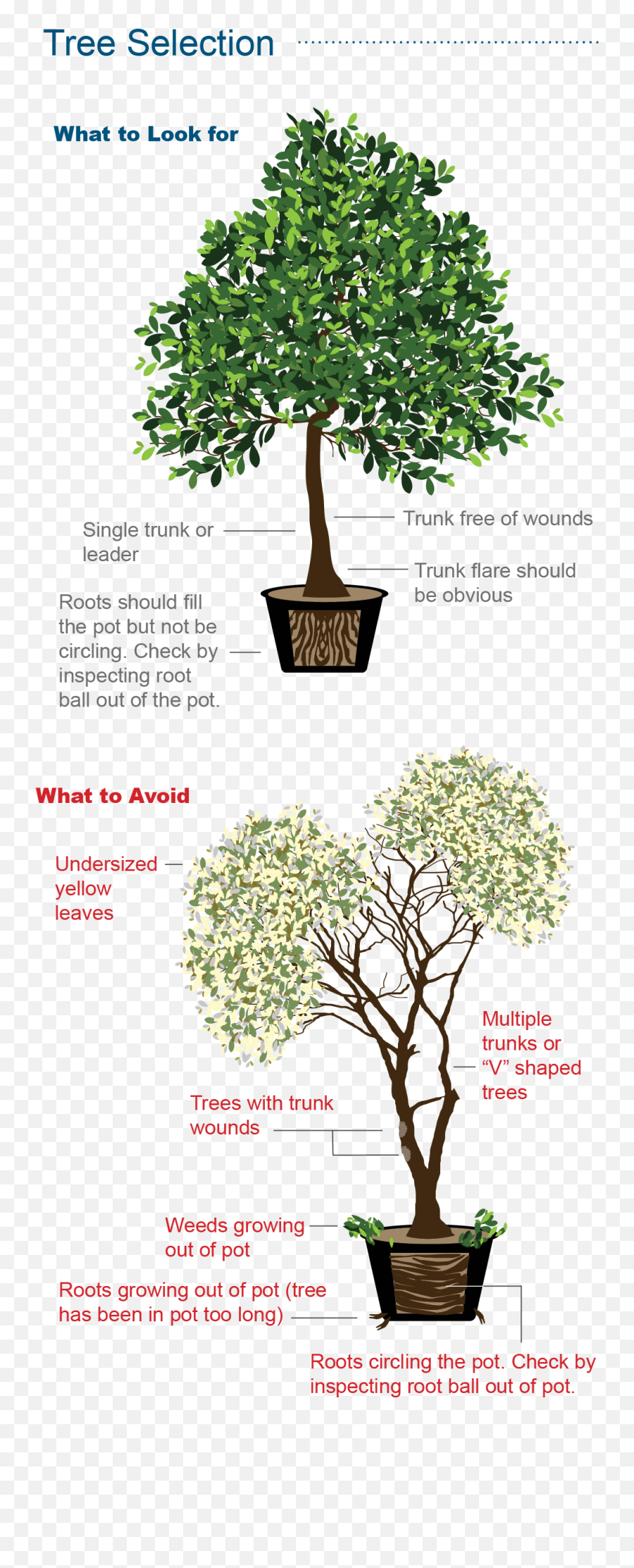 Selecting A Heathy Tree With Healty Root System Is - For Indoor Png,Tree Root Png