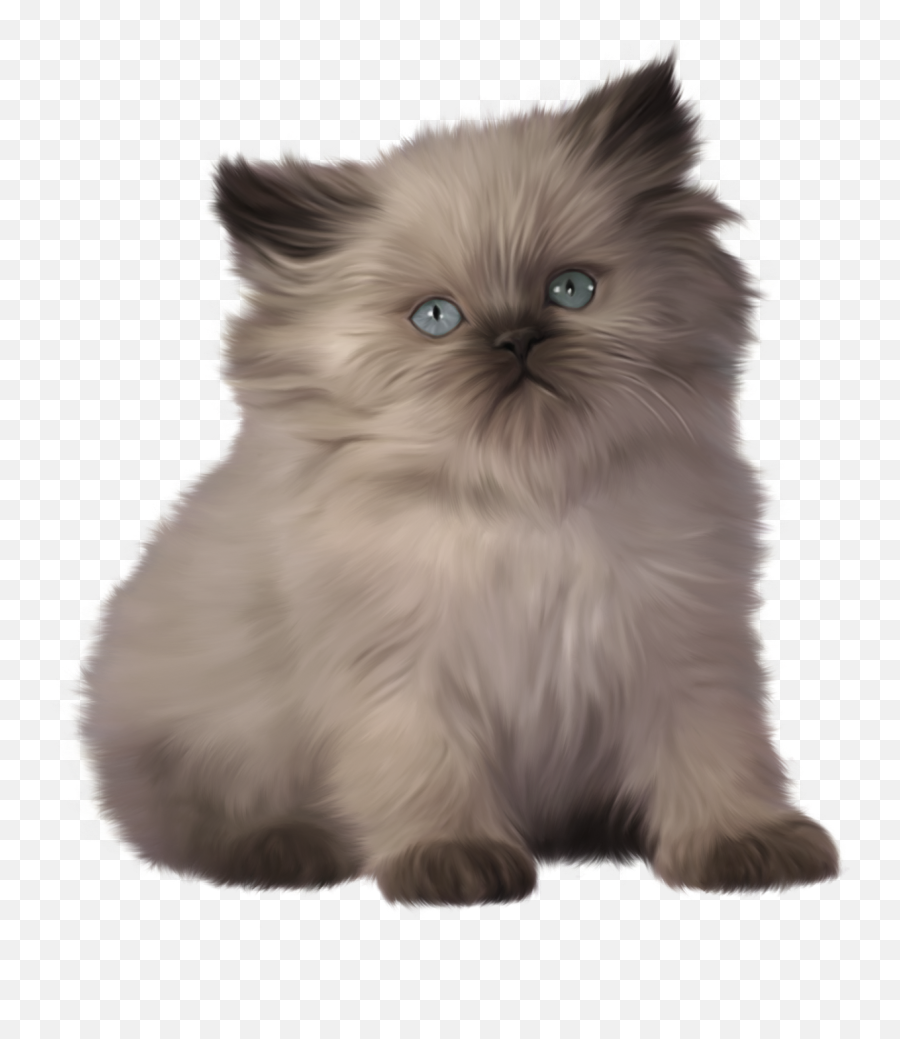 Png Kitten Transparent U0026 Clipart Free Download - Ywd Short Hair Himalayan Cat,Kitten Transparent Background