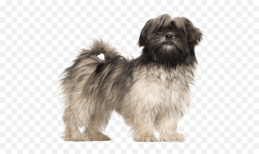 Lhasa Apso Dog Breed Facts And Information - Wag Dog Walking Brindle Puppy Lhasa Apso Png,Shih Tzu Icon