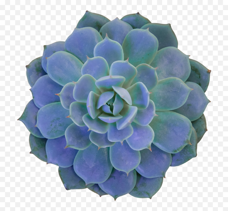 Ricardou0027s Nursery Long Beachu0027s Award - Winning Plant Nursery Rosette Png,Plant Icon Tumblr