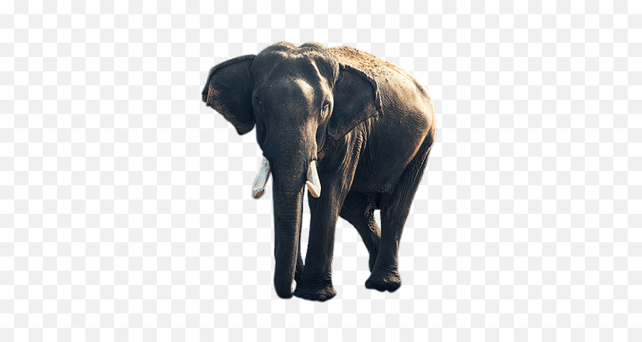 Elephant Old Transparent Png - Stickpng Wildlife Diversity Of India,Elephant Png