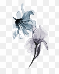 Hand Drawn X - Flower X Ray Png,X Ray Png