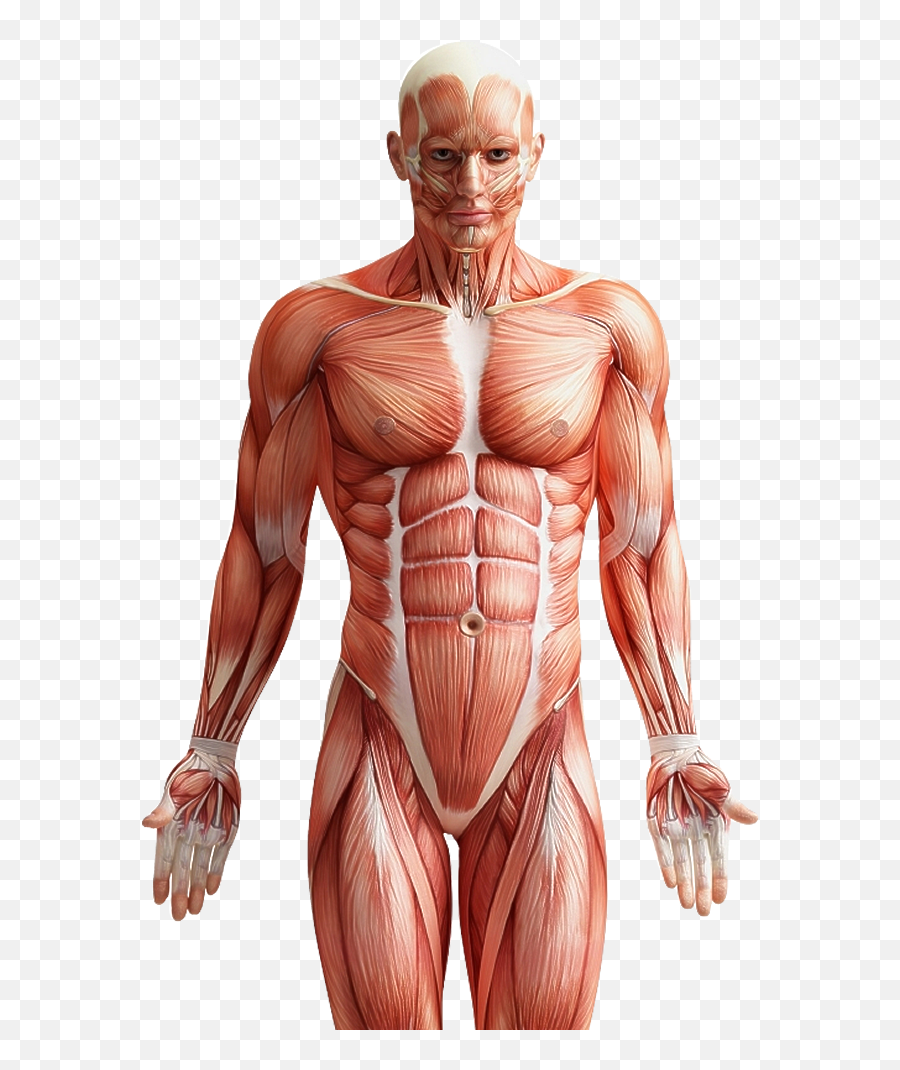Download Muscle Fibers In Men Png Image - Human Muscle Png,Muscles Png