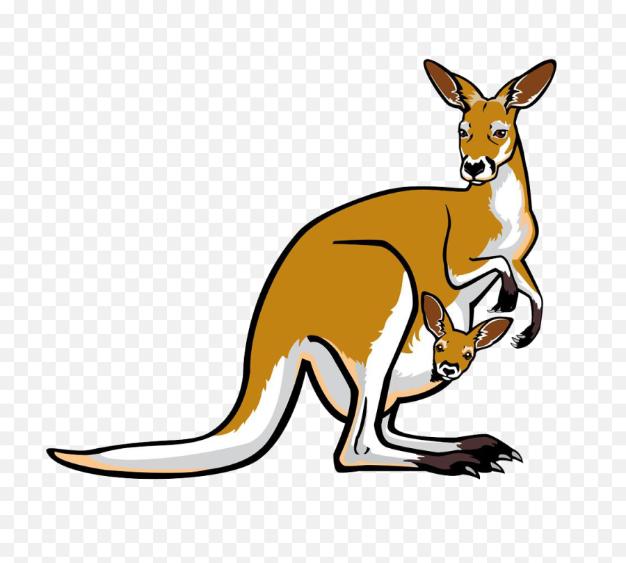 Png Transparent Images Free Download Kangaroo Background