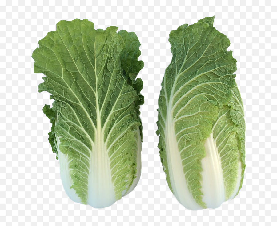 Products U2013 Yee Farms - Mustard Greens Png,Cabbage Png