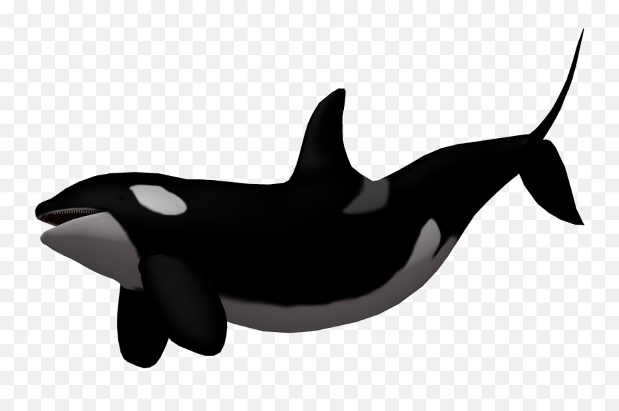 Download Baby Whale Png - Transparent Png Png Images Killer Whale Transparent Background,Humpback Whale Png