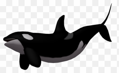 Download Baby Whale Png - Transparent PNG png images Killer Background