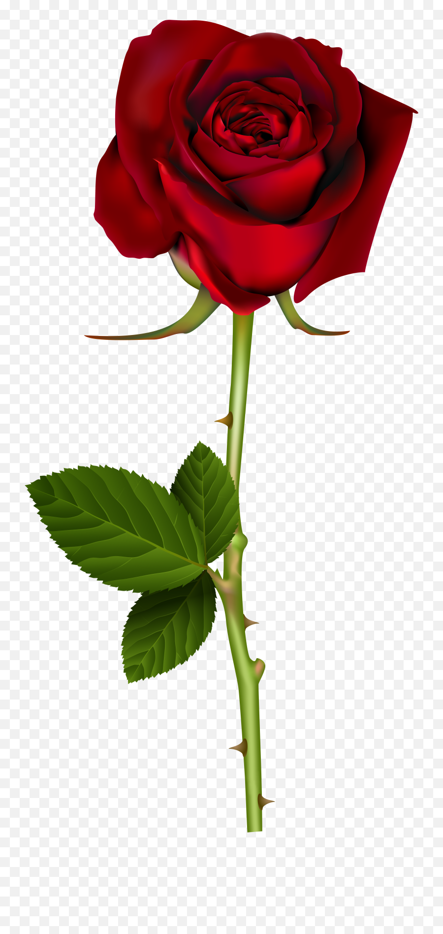 Red Rose Png Transparent - Transparent Background Red Rose Png,Rose Transparent