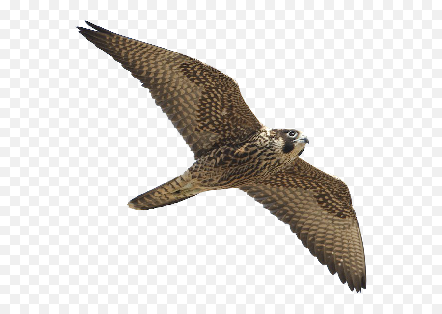 Peregrine Falcon Png - Harrier,Falcon Png