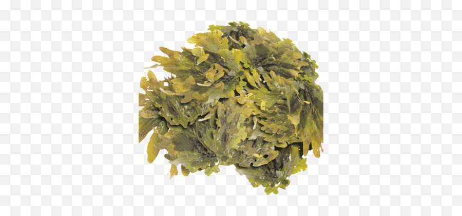 Seaweed - Aonori Png,Seaweed Png