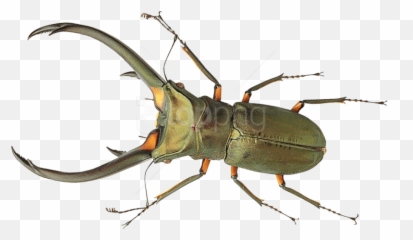 Beetle Bug Transparent Images - Transparent Background Bugs Png,Beetle Png