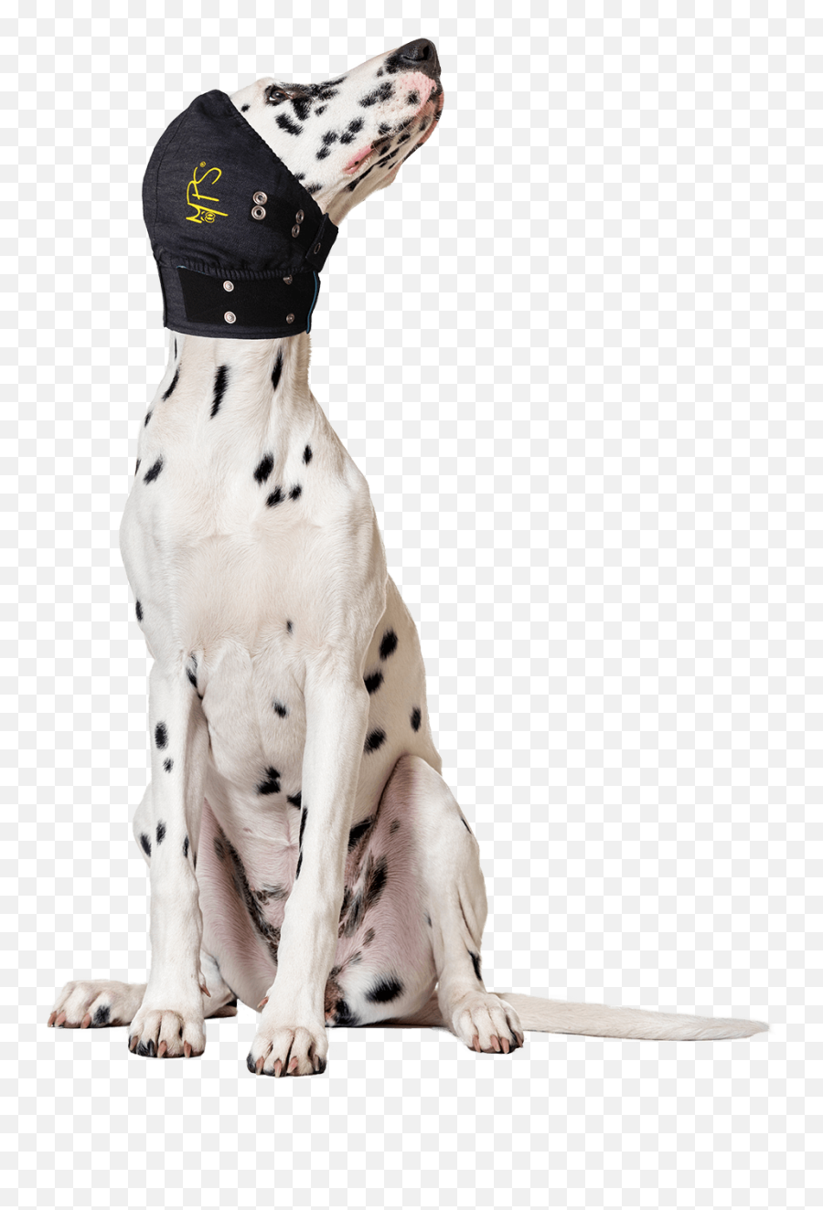 Dog Head Png - Portfolio Stock Photos Dalmatian 1189359 Dalmatian,Dog Head Png