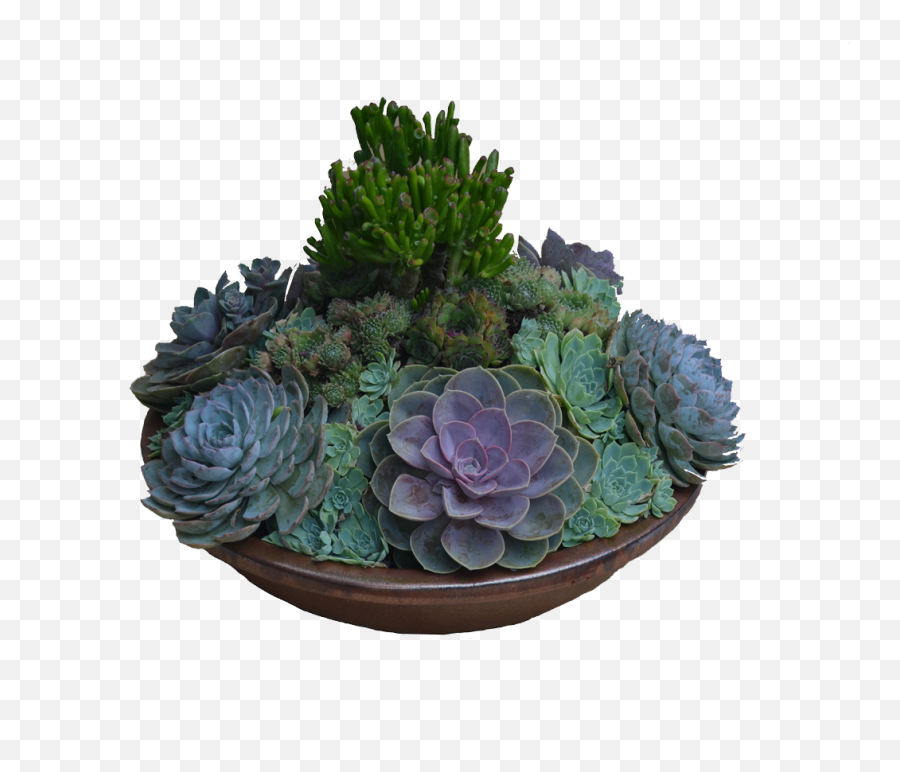 Succulent Bowl Transparent Png - Large Succulent Arrangements,Succulents Png