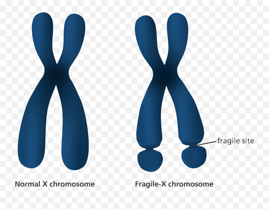 What Is Fragile - X Syndrome Facts Yourgenomeorg Fragile Xx Chromosome Png,Chromosome Png