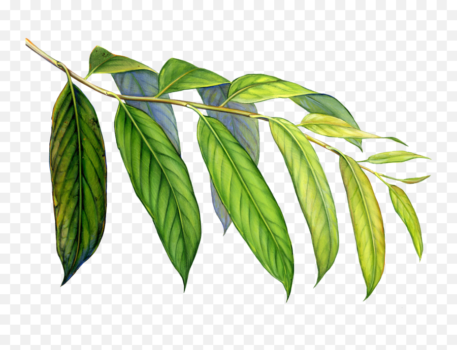 Tropical Rainforest Drawing Free Download - Tropical Rainforest Plants Drawing Png,Rainforest Png