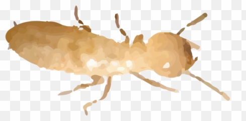 Termites U2014 Green Pest Control With Guys - Springtail Png,Ants Png