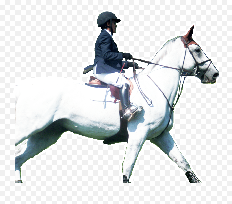 Are You Riding An Upside Down Horse Learn What That Is And - Equitation Png,Horse Transparent