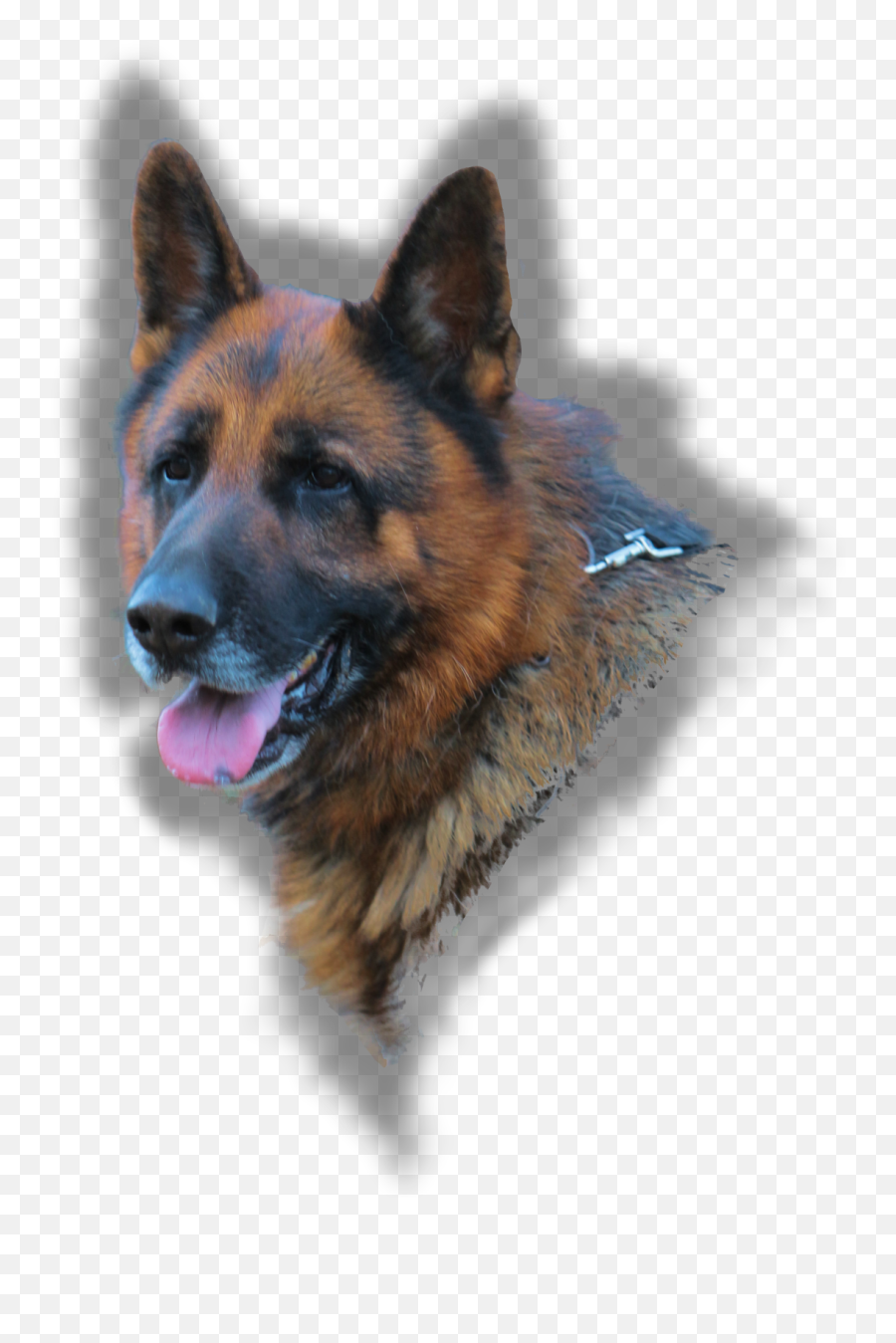 German Shepherd Breeders Nashville Tennessee - Old German Shepherd Dog Png,German Shepherd Png