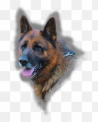 German Shepherd Breeders Nashville Tennessee - Old German Shepherd Dog Png,German Shepherd Png
