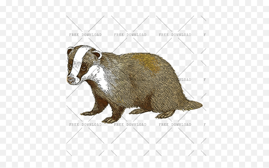 Badger Png Image With Transparent Background - Photo 131 Punxsutawney Phil,Rat Transparent