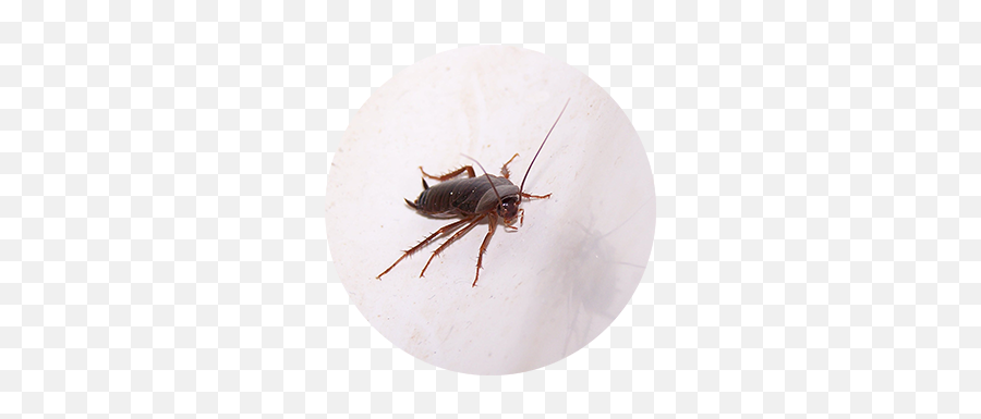 Pest Control And Termite Services U2014 Dial One Franklynn - Weevil Png,Termite Png