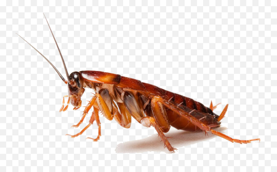 Download Cockroach Png Clipart - Cockroach Png,Cockroach Png