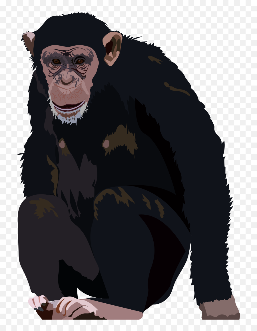 201905 Chimpanzee - The Needles Of Png,Chimpanzee Png