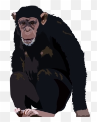 201905 Chimpanzee - The Needles Of Png,Chimpanzee Png