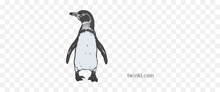 Galapagos Penguin Illustration - Galapagos Penguin Black And White Png,Penguins Png