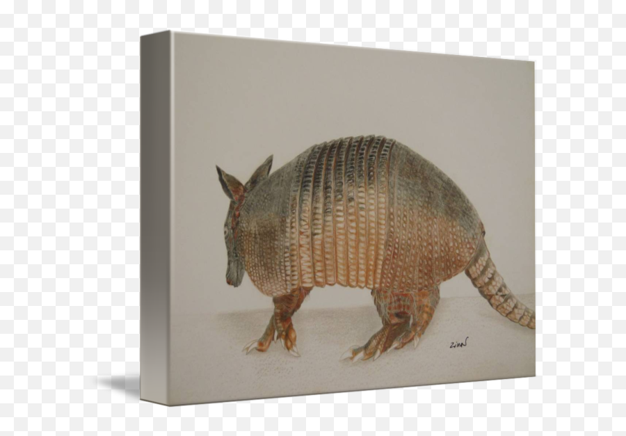 Armadillo By Zina Stromberg - Armadillo Png,Armadillo Png