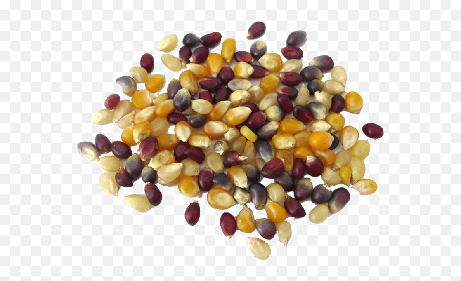 Bundle Popcorn Kernels Gourmet - Mixture Png,Popcorn Kernel Png