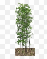 Real Bamboo Tree Png Transparent Images - Bamboo Png,Tree Transparent Png