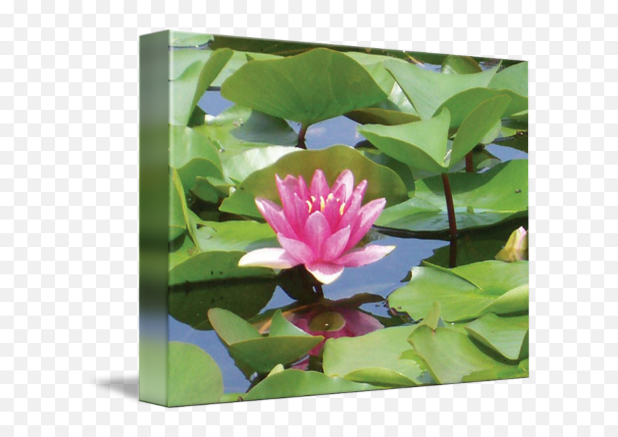 Lily Pad By Mary Alice Franklin - Sacred Lotus Png,Lily Pad Png