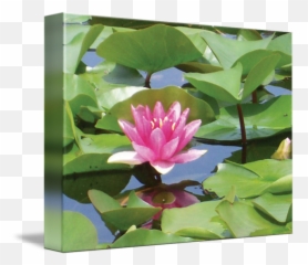 Lily Pad By Mary Alice Franklin - Sacred Lotus Png,Lily Pad Png