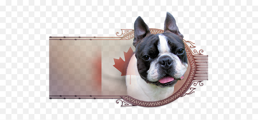 Ch - Boston Terrier Png,Boston Terrier Png