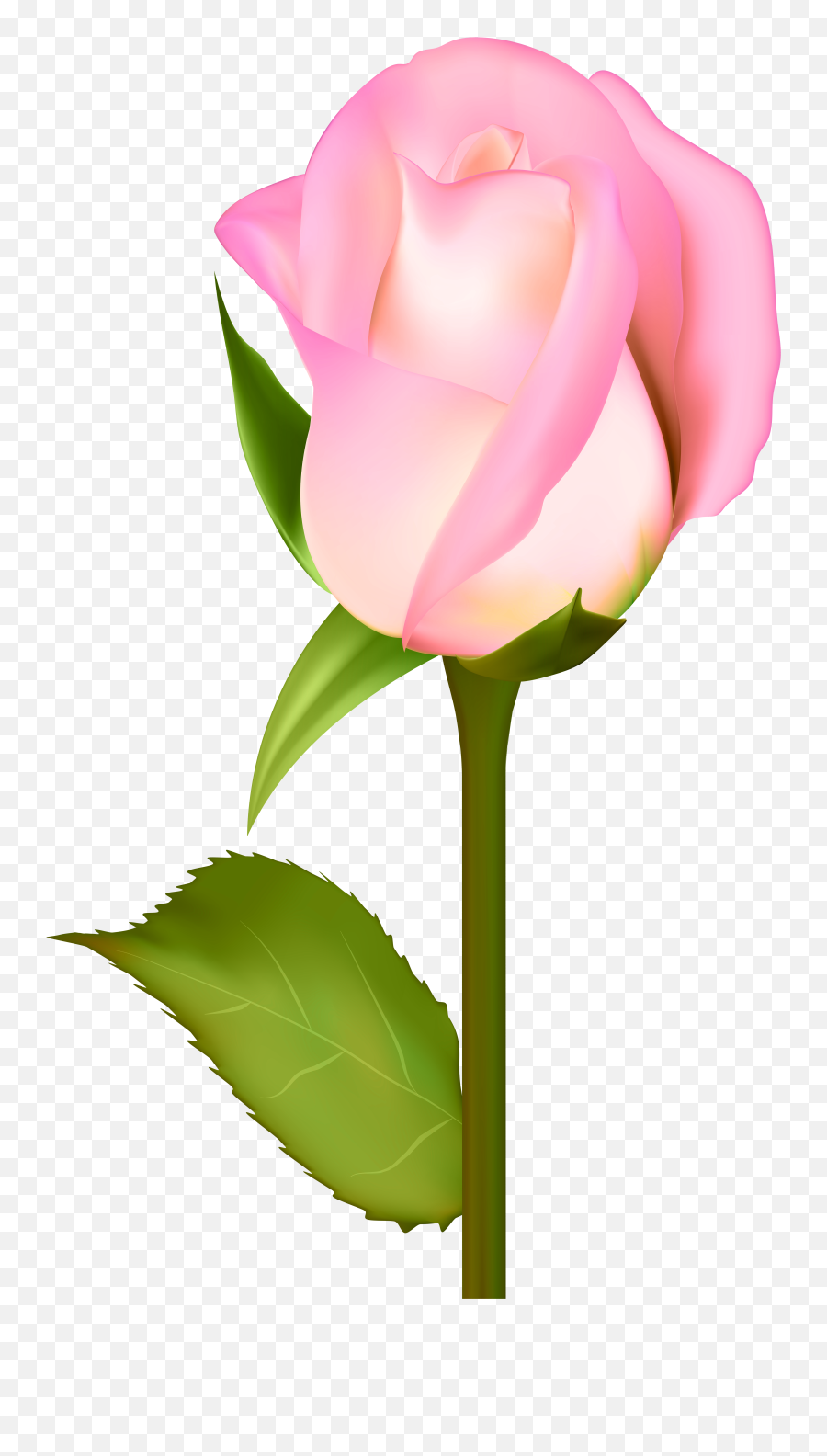 Rose Garden Clipart - Portable Network Graphics Png,Real Rose Png