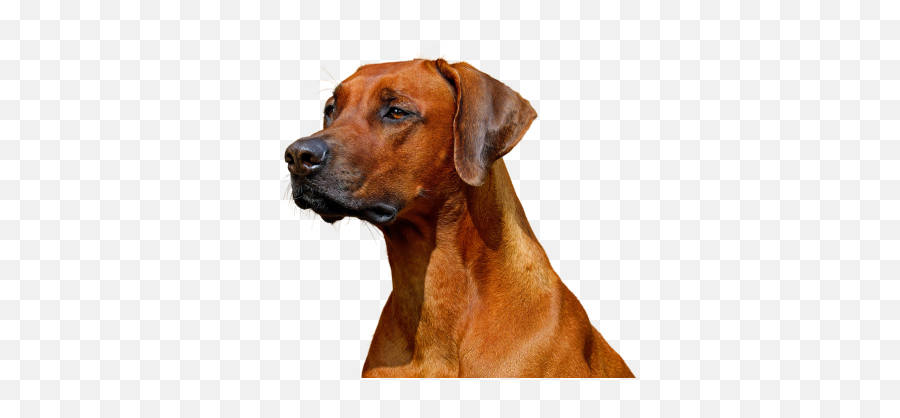 Png Images Pngs Twitter Social Media Twiter Logo - Rhodesian Ridgeback Png,Psd Twitter Icon