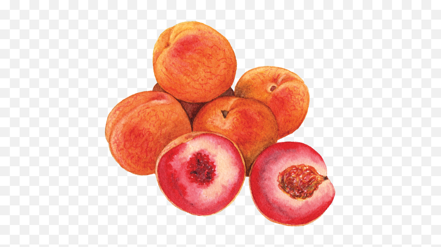 Download Hd Indian Blood Peaches - Blood Peaches Transparent Blood Peaches Png,Peaches Png