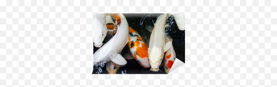 Wall Mural Group Of Colorful Koi Fancy Carp - Symbol Of Rich Koi Weiß Mit Rotem Punkt Png,Koi Fish Icon