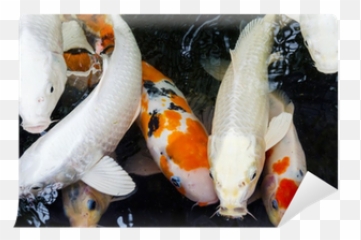 Wall Mural Group Of Colorful Koi Fancy Carp - Symbol Rich Weiß Mit Rotem Punkt png
