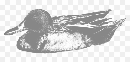 Utah U2014 Hunt 41 - Mallard Png,Duck Hunt Png