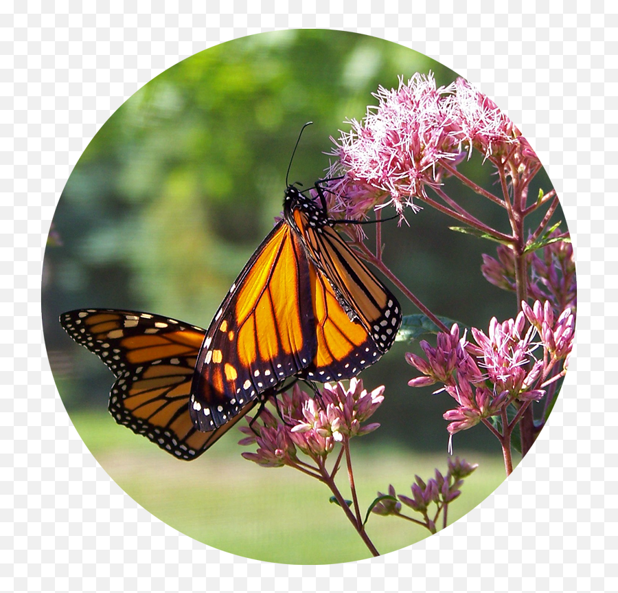 Download Gardening Basics Grow Milkweed To Help Monarch - Ecosistema De La Mariposa Monarca Png,Monarch Butterfly Png