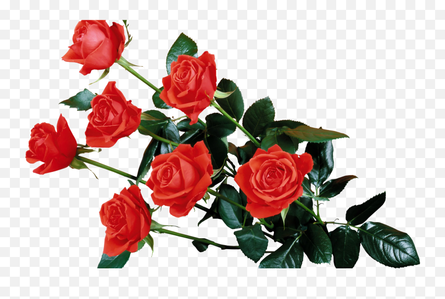 Download Red Rose Transparent Png - Transparent Background Red Flowers Png,Rose Transparent