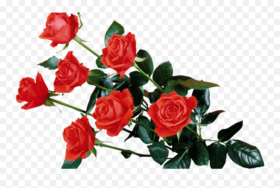 Stunning Transparent background red rose Images to enhance your designs