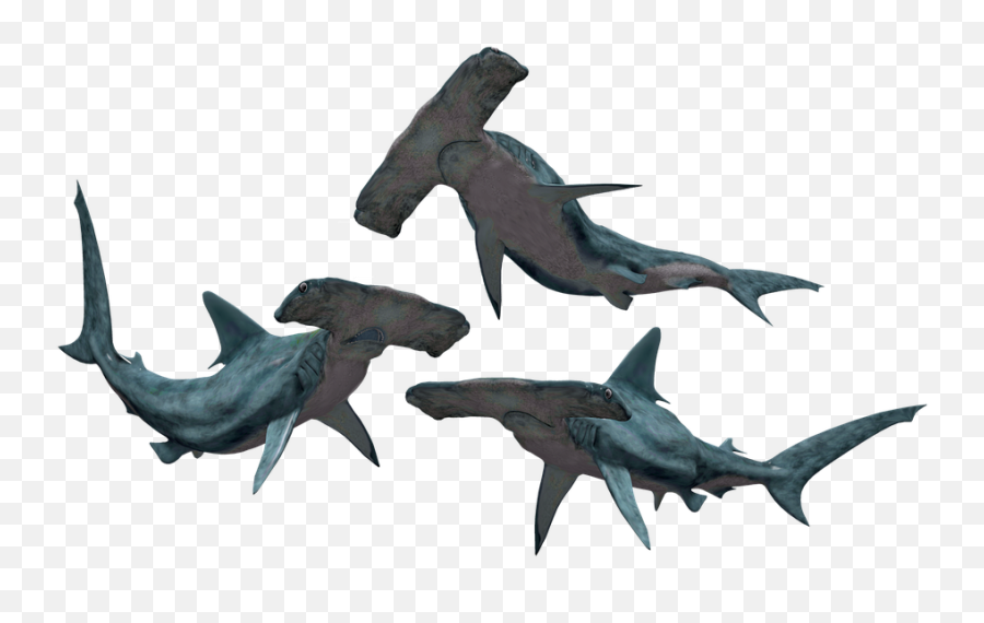 Shark Sharks Hammerhead - Free Image On Pixabay Hammerhead Sharks Png,Shark Silhouette Png