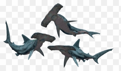 Shark Sharks Hammerhead - Free image on Pixabay Png