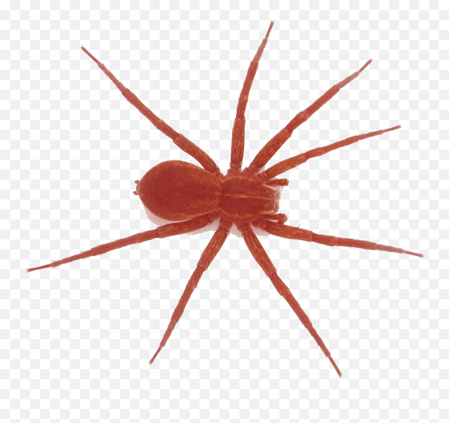 Spiders - Jpdoodle Demo Spider Identification Png,Spider Transparent Background